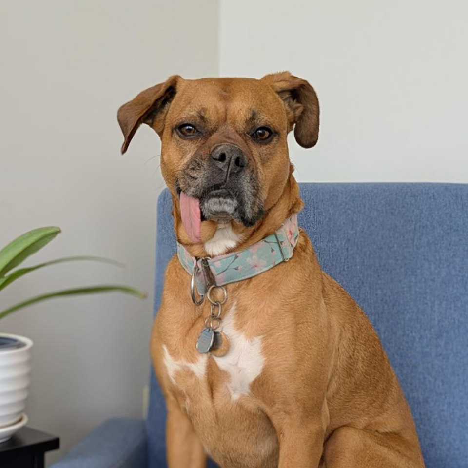 Cleopatra AKA Cleo, Chief Pawsitivity Coordinator